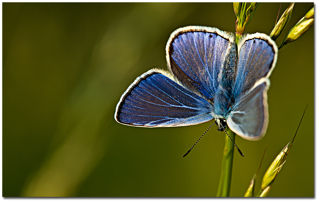 wallpaper blue butterfly. New Wallpapers: “Blue amp; Cyan